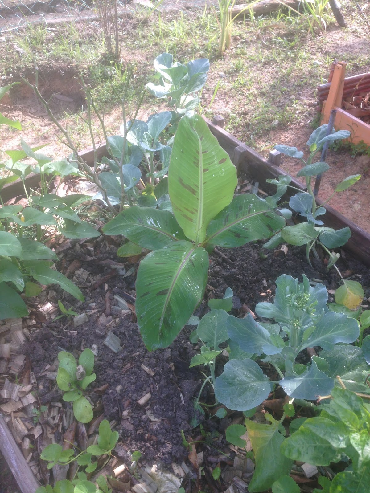 Pindah Anak Pokok  Pisang  Ke Batas Timbun ohlembab