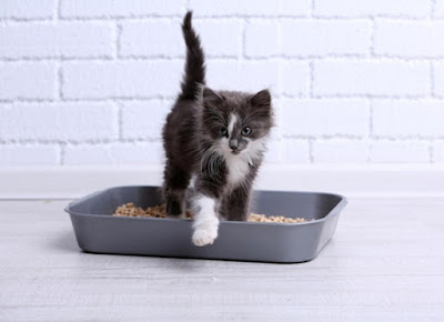 How To Train Your Cat To Use A Litter Box