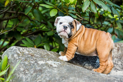 bulldog, puppy, Knoxville, Tennessee, ALM Photo, Lisa Mueller, Allan Mueller, photography