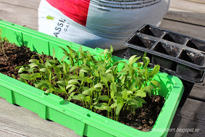 Någon som vill ha paprika och tomatplantor?