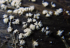 myxomycete Ceratiomyxa fruiticulosa or coral slime mold