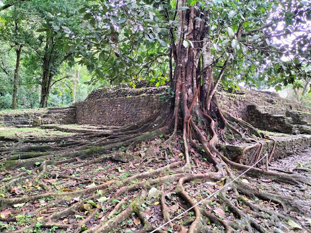 albero tra i templi di Palenque