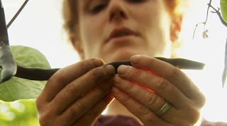 Alys Fowler Checks Beans