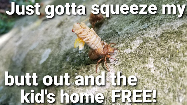 Cicada meme