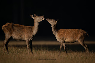 Naturfotografie Hirschbrunft Rothirsch Olaf Kerber