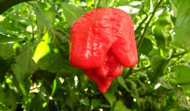 Trinidad Scorpion Butch T