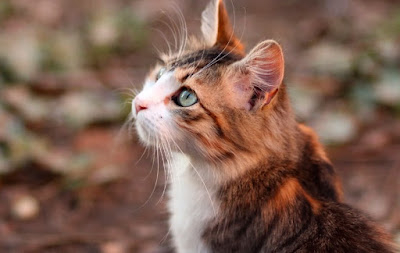 Exploring the 7 Essential Spots to Pet a Cat