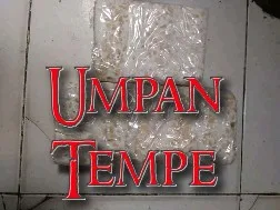 cara yang benar meracik umpan tempe pilihan