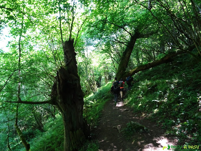 Bosque del Pontón, camino a la Garganta de Rubó