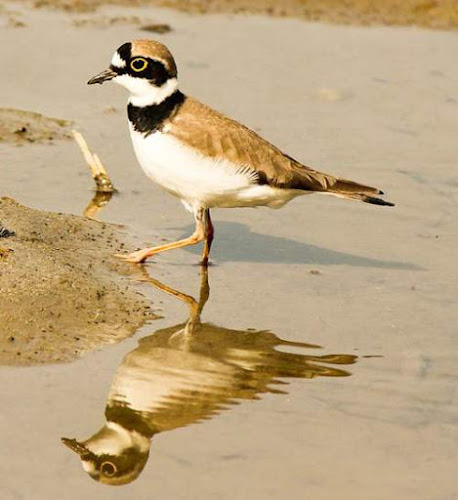 Charadrius dubius