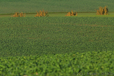 campagne arbres champ automne Seine-et-Marne