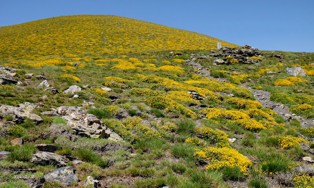 Sierra Nevada, Morrón Sanjuanero, piorno amarillo