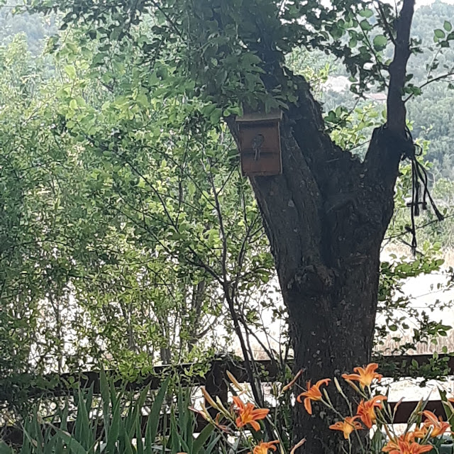 Alojamiento rural para  pájaros.