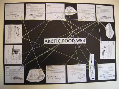 tundra food chain pictures. TUNDRA FOOD CHAIN AND FOOD WEB