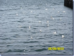 SAM_0095