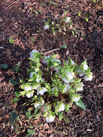 Photo by Sheila Webber - I think these are hellebores in February 2024