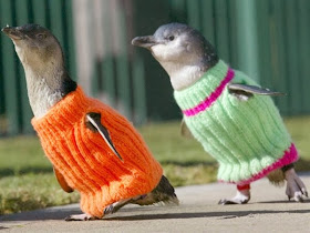 Funny animals of the week - 28 February 2014 (40 pics), two penguins wear sweater