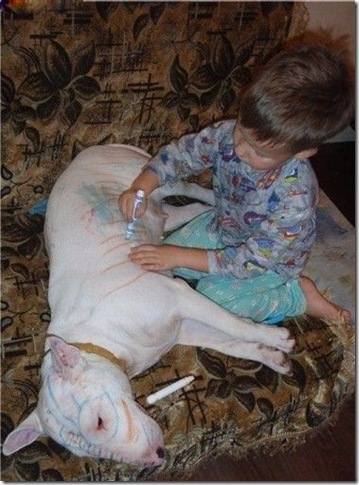 pretty doggie