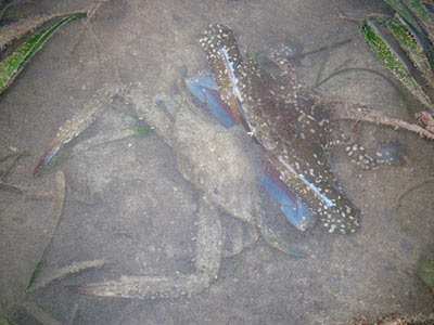 Flower Crabs (Portunus pelagicus)