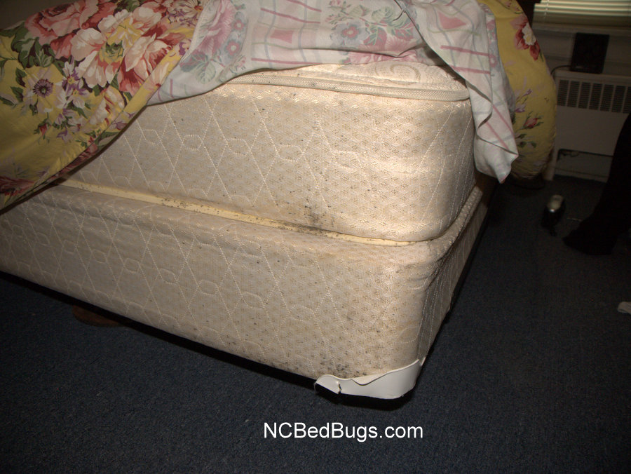 image caption signs of bed bugs on a mattress old signs nc bed bugs ...