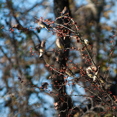 Cedar Waxwings, Grapevine Lake