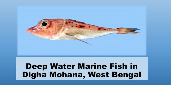 New Fish Species discovered in Digha Harbour, West Bengal