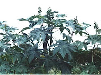 MAMONA, UM PÉ DE ÓLEO DE RÍCINO Ricinus communis - A  planta  é mais conhecida como Mamona, Mamoneira, Carrapateira, carrapato e Rícino.