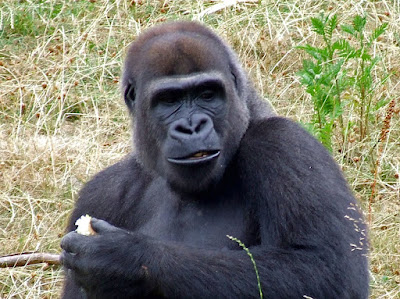 Young male gorilla