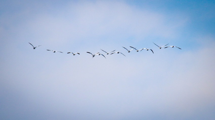 Rosss Geese in flight IMG_9761
