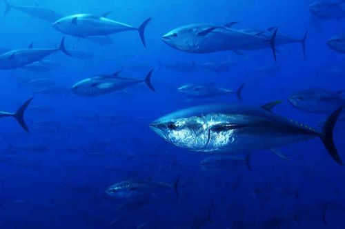 Pictures Of Atlantic Bluefin Tuna - Free Atlantic Bluefin Tuna pictures 