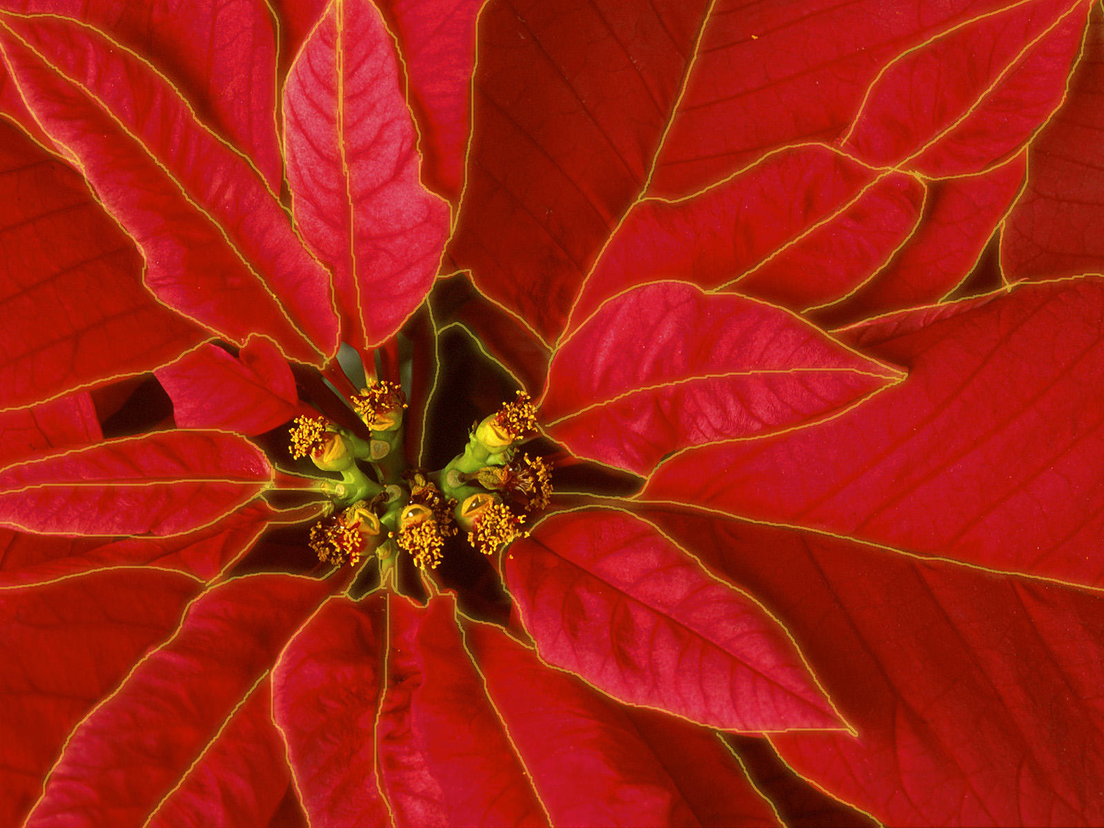Christmas Poinsettia Wallpapers  Wallpapers High Definition 