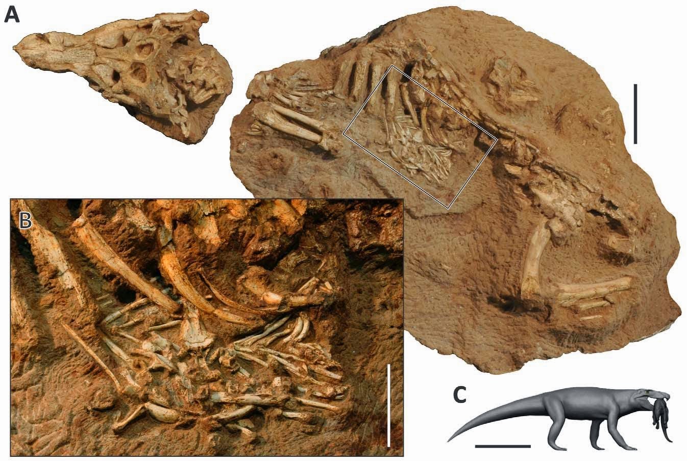 http://sciencythoughts.blogspot.co.uk/2014/12/a-baurusuchidcrocodyliforme-with.html