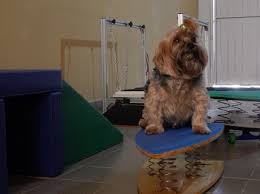 doenças musculares em cães