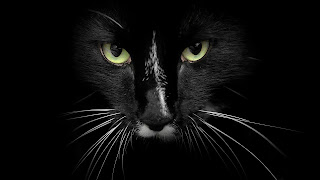 The Black Cat HD Wallpaper