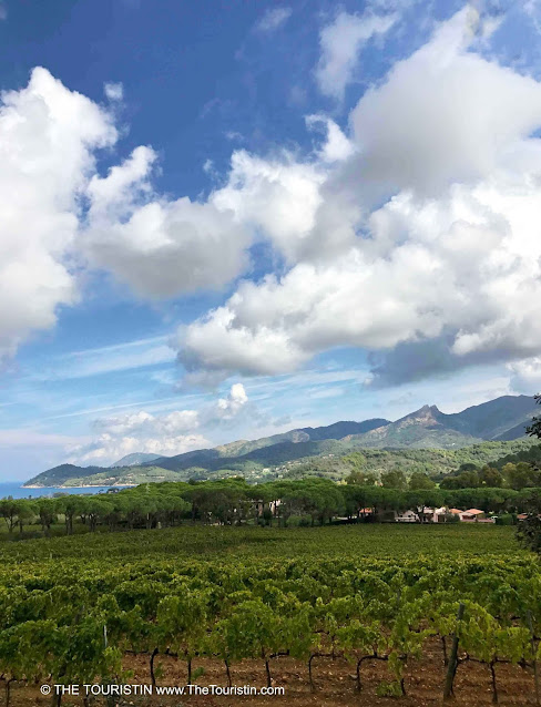 A vineyard under a big blue sky with white fluffy clouds and a mountain range by the sea in the distance.