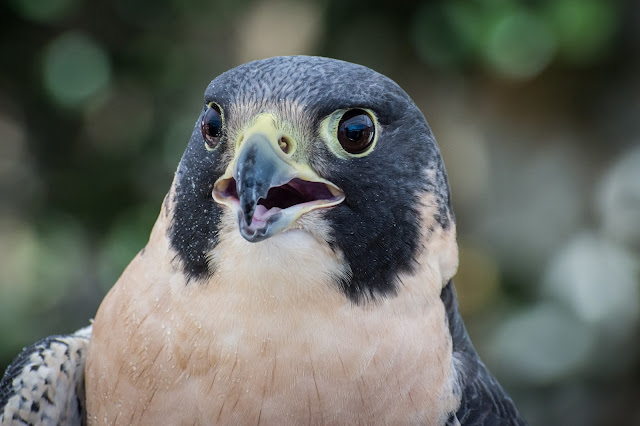 Peregrine falcon, beak open, Photo by Steve Harvey on Unsplash