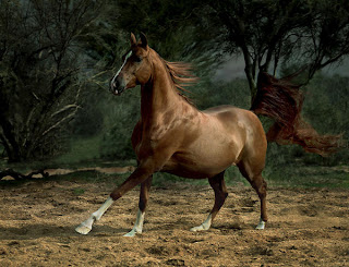 horse photography - hd horse images