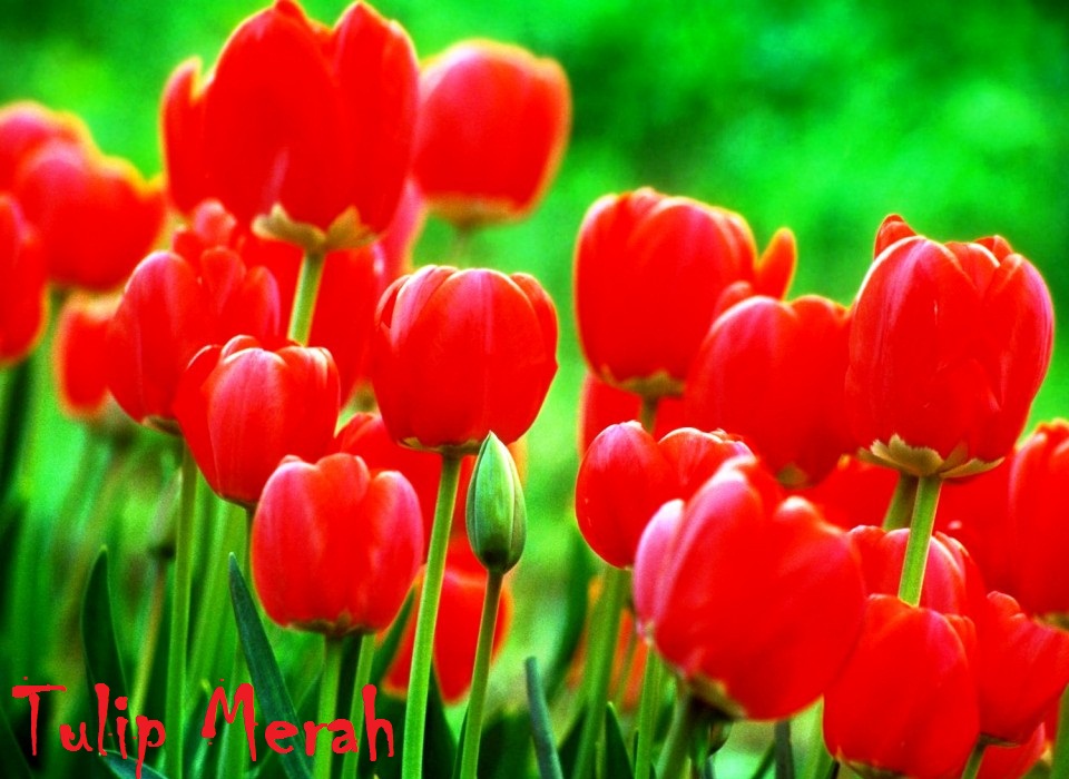 Koleksi Terpopuler 51+ Gambar Setangkai Bunga Tulip Merah