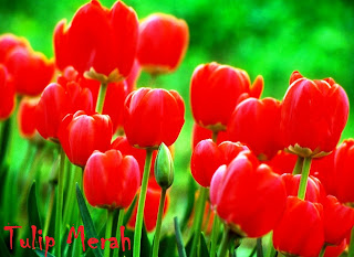 Bunga Tulip Merah Koleksi Foto - Alam Mentari