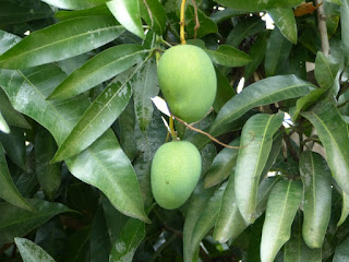 Mangifera indica - Manguier - Mangue