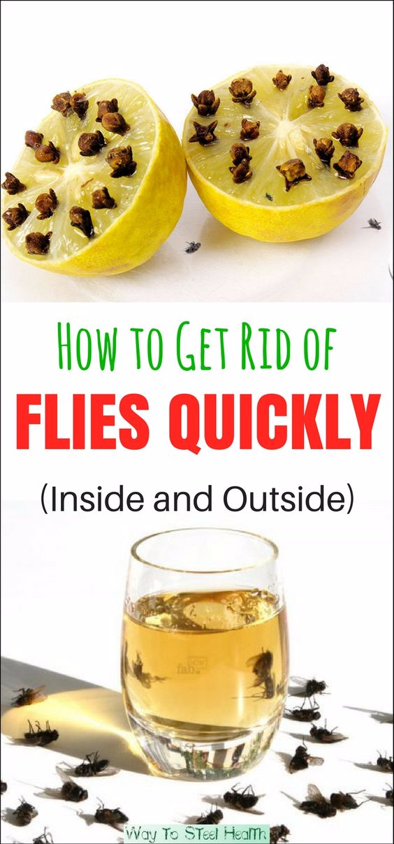 HOW TO GET RID OF FLIES QUICKLY (INSIDE AND OUTSIDE ...