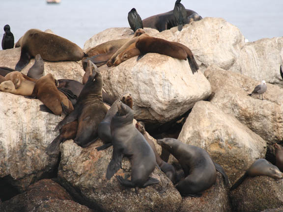 [CA07+sea+lions+131_2444.jpg]