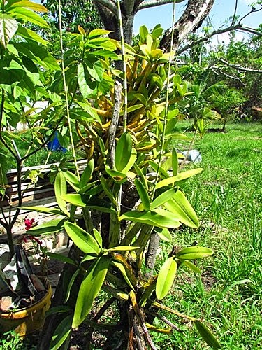 Belize 13 14 伯利茲 貝里斯 野生蘭花 牛角蘭bullhorn Orchid