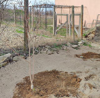 Two trees are planted
