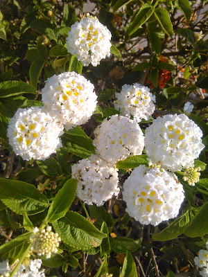 flores de lantana camara blancas