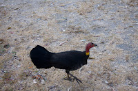 bush turkey o pavo del matorral