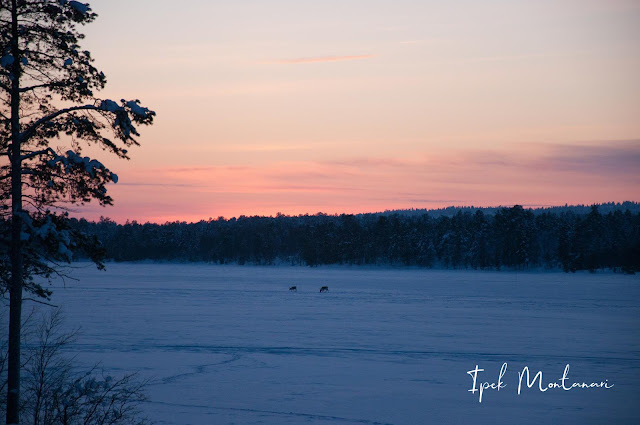 inari, ivalo, Sevettijarvi, kuzey ışıkları, Aurora Borealis, Laponya, Finlandiya, gezi blog