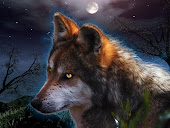 wolf wallpaper 28845