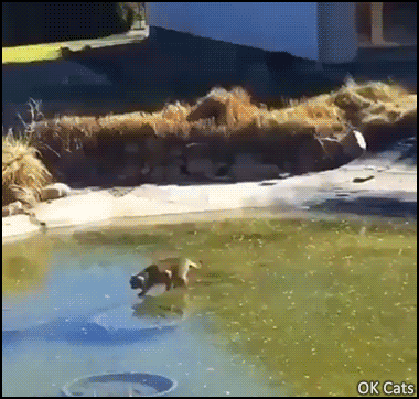 Funny Cat GIF • Poor cat trying to catch a fish swimming under a frozen pond [ok-cats.com]