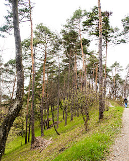 Lichter Wald bei Hoh Wülflingen, wie er früher durch Waldbeweidung entstanden ist.